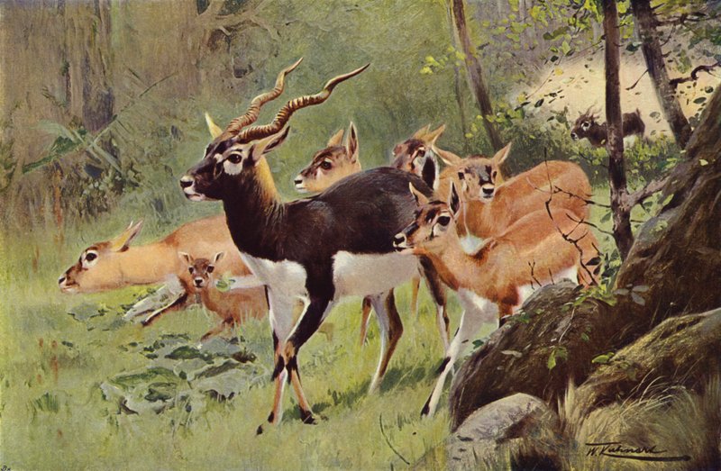 Black-Buck od after Wilhelm Kuhnert