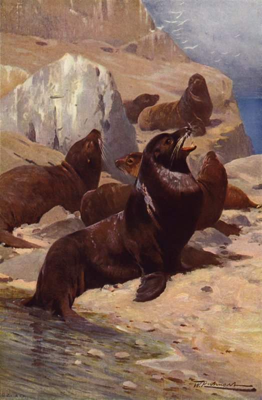 Kalifornský lachtan od after Wilhelm Kuhnert