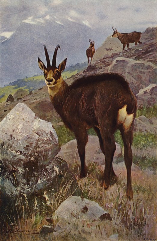 Kamzík od after Wilhelm Kuhnert
