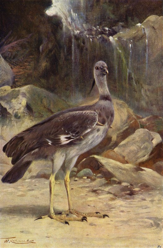 Crested Screamer od after Wilhelm Kuhnert