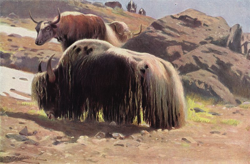 Domestikovaný Yak od after Wilhelm Kuhnert