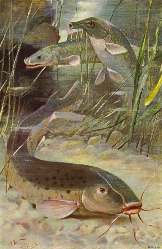 Elektrický sumec, Bichir, Trunkfish od after Wilhelm Kuhnert