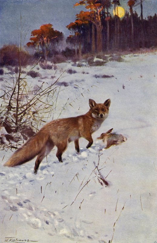 Liška od after Wilhelm Kuhnert
