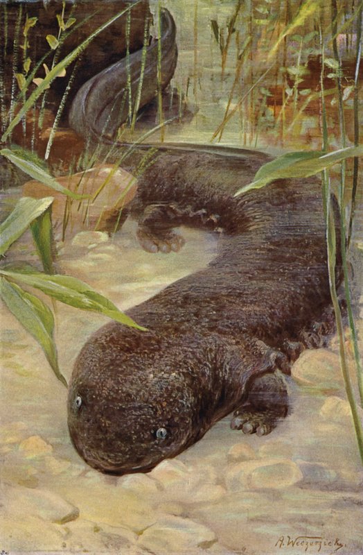 Obří Salamandr od after Wilhelm Kuhnert