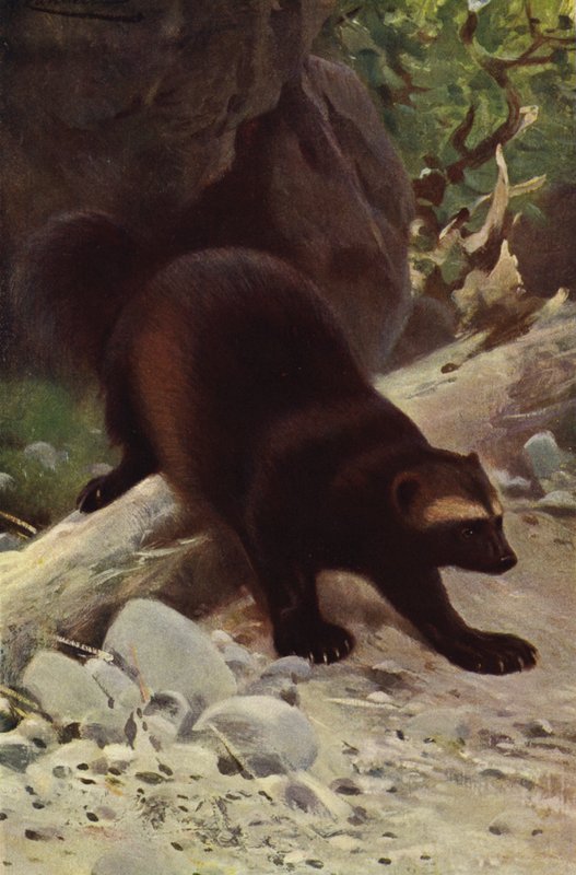 Glutton nebo Wolverine od after Wilhelm Kuhnert