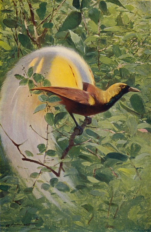 Velký rajský pták od after Wilhelm Kuhnert