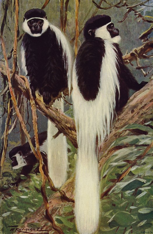 Gueréza od after Wilhelm Kuhnert