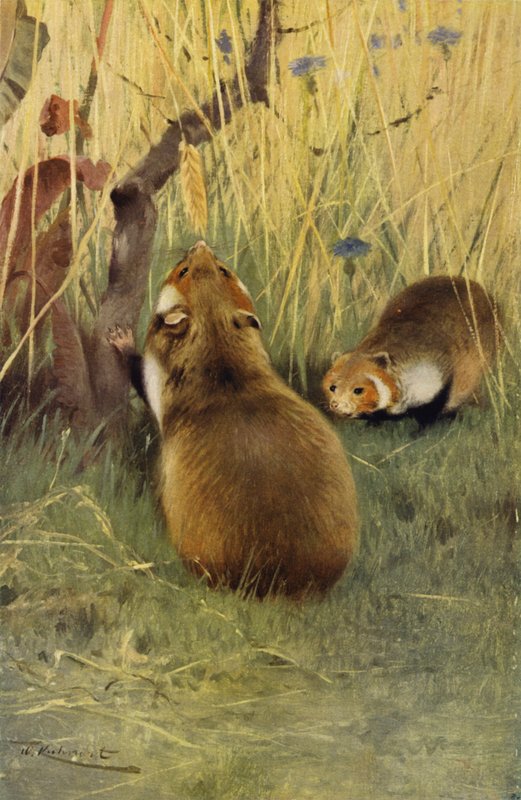 Křeček od after Wilhelm Kuhnert