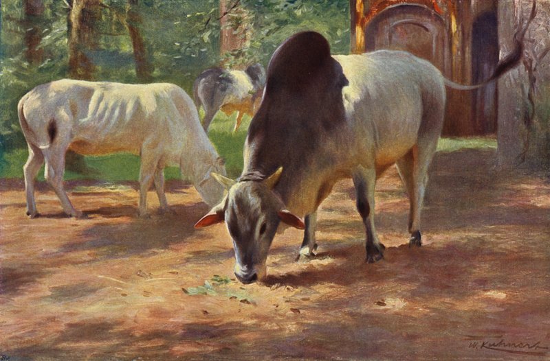 Indický hrbatý dobytek od after Wilhelm Kuhnert