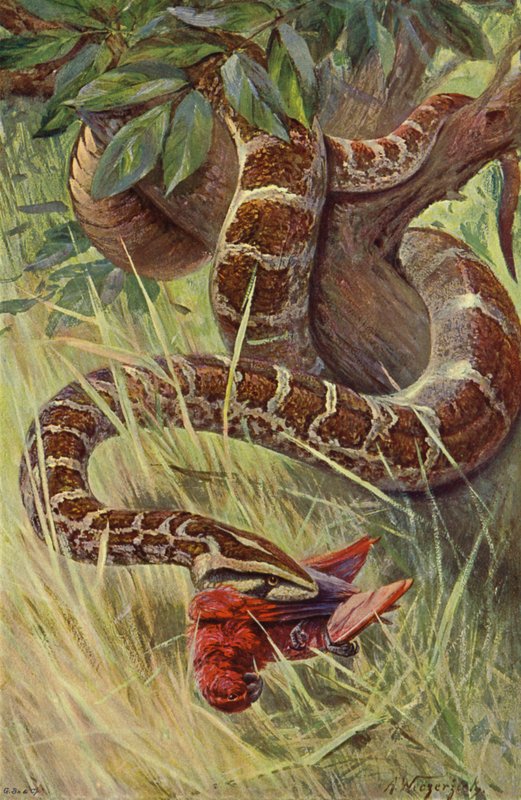 Indický Python od after Wilhelm Kuhnert