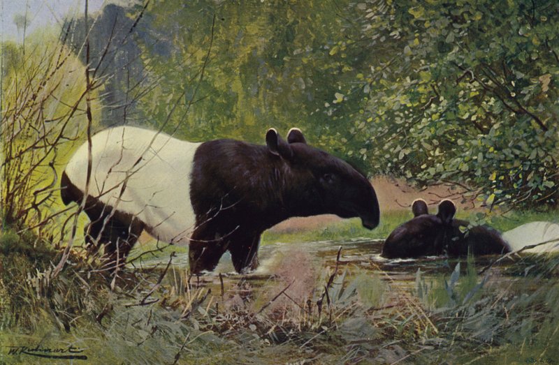 Tapír indický od after Wilhelm Kuhnert