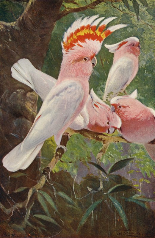 Vedoucí kakadu od after Wilhelm Kuhnert