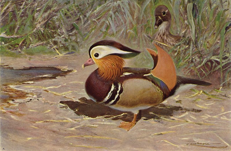 Mandarinská kachna od after Wilhelm Kuhnert