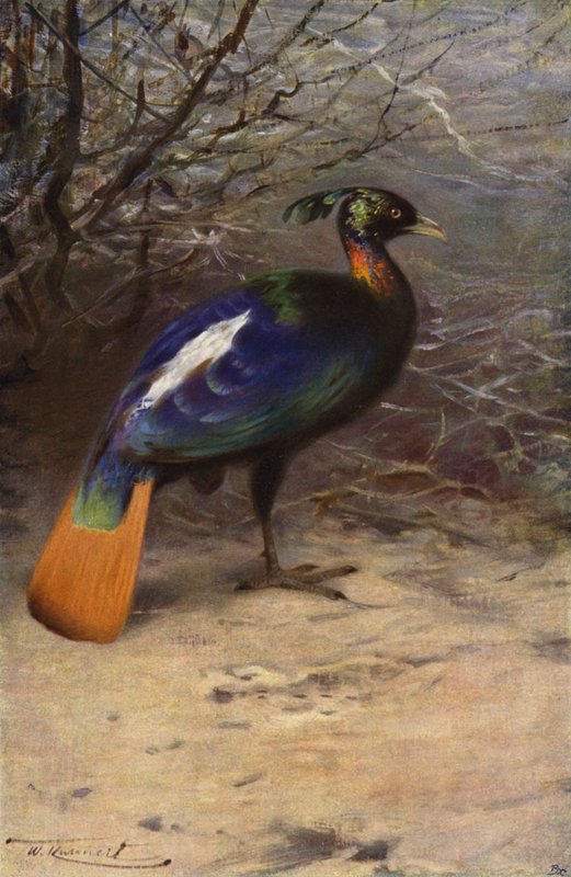 Monal od after Wilhelm Kuhnert