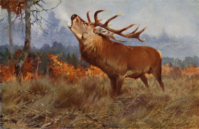 Red Deer od after Wilhelm Kuhnert