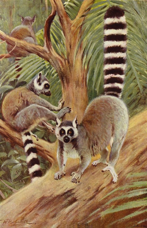 Lemur kata od after Wilhelm Kuhnert
