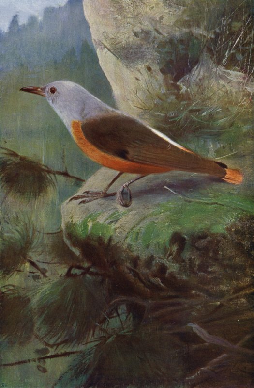 Drozd skalní od after Wilhelm Kuhnert