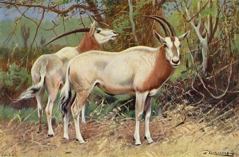 Antilopa sobolí od after Wilhelm Kuhnert