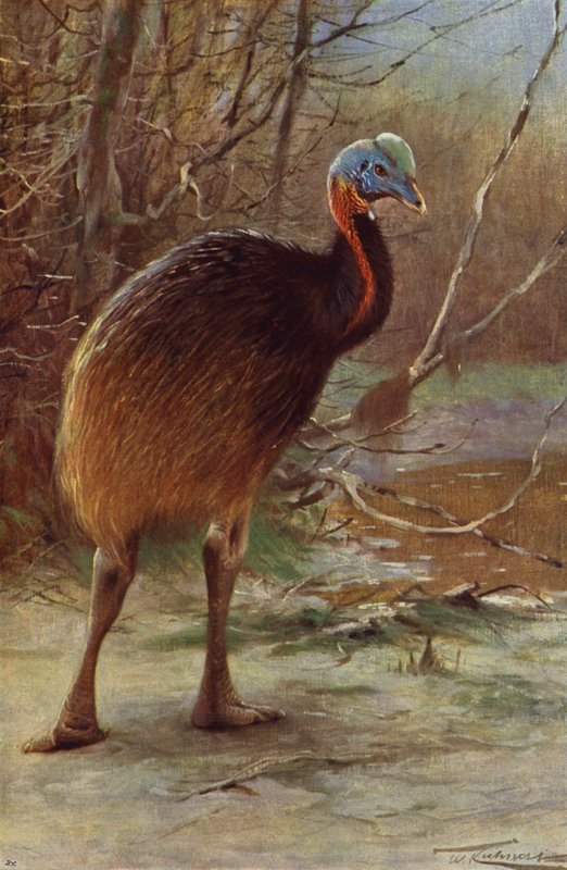 Cassowary single-wattled od after Wilhelm Kuhnert