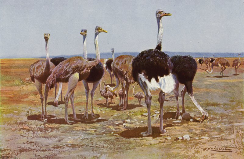 Somálský pštros od after Wilhelm Kuhnert