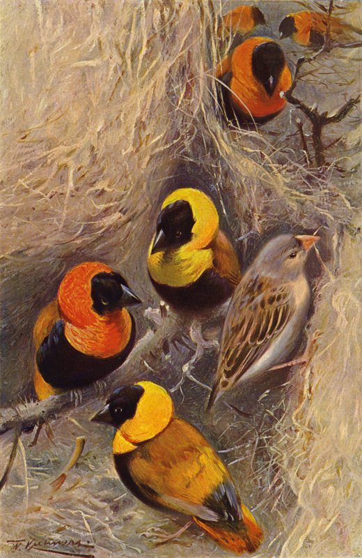 Weaver Ptáci od after Wilhelm Kuhnert